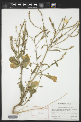 Rapistrum rugosum image