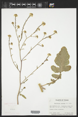 Rapistrum rugosum image