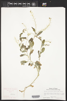 Rorippa sessiliflora image