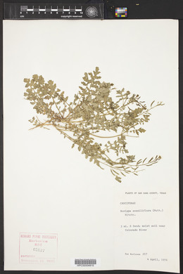 Rorippa sessiliflora image