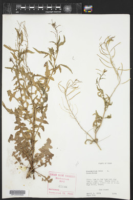 Sisymbrium irio image