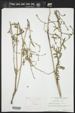 Sisymbrium officinale image