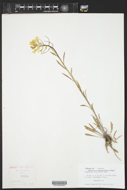 Sisymbrium linifolium image