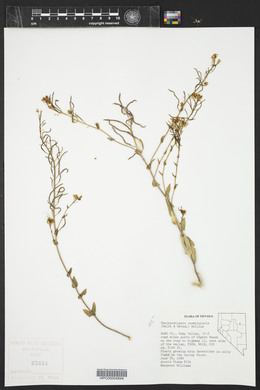 Thelypodiopsis vermicularis image