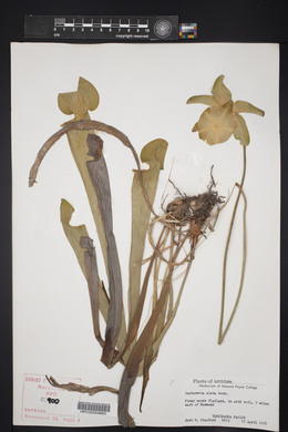 Sarracenia alata image