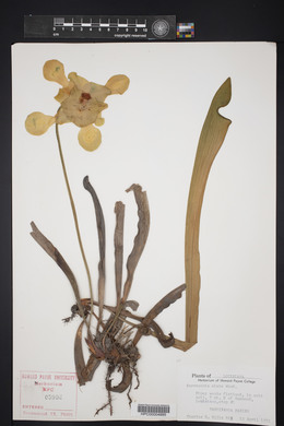 Sarracenia alata image