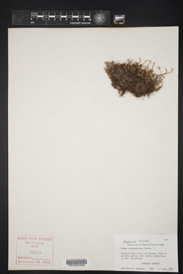 Sedum stenopetalum image