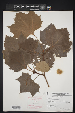 Platanus racemosa image