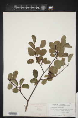 Amelanchier pumila image