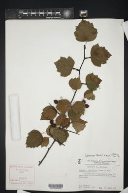 Crataegus flabellata image
