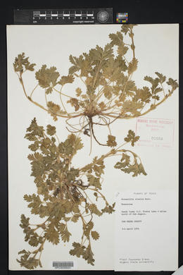 Potentilla rivalis image