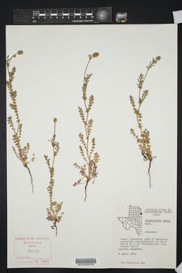 Sanguisorba annua image