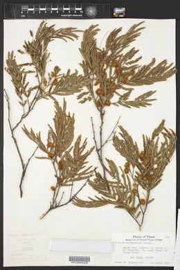 Acacia berlandieri image