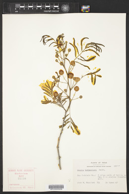 Acacia berlandieri image