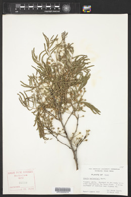 Acacia berlandieri image