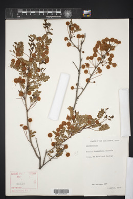 Acacia roemeriana image