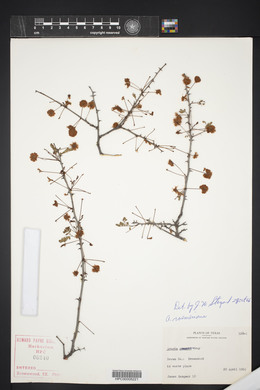 Acacia roemeriana image