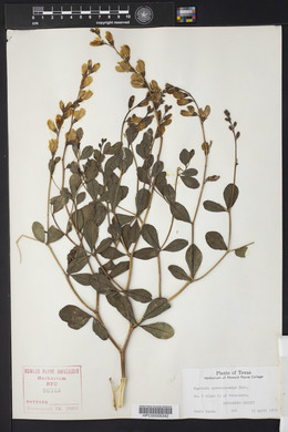 Baptisia sphaerocarpa image