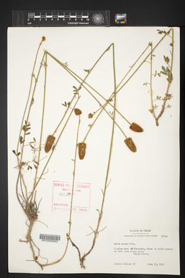 Dalea aurea image