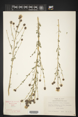 Dalea multiflora image