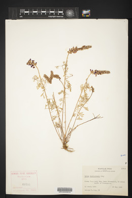 Dalea lasiathera image