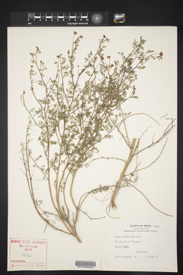 Dalea frutescens image