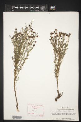 Dalea multiflora image