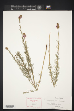 Dalea purpurea image