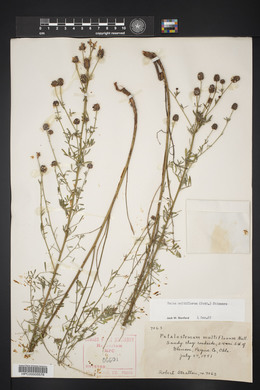 Dalea multiflora image