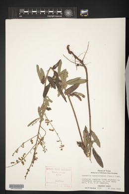 Desmodium sessilifolium image