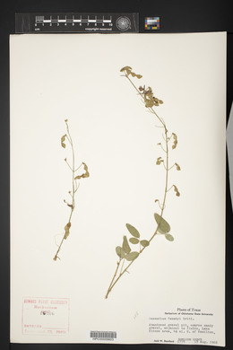 Desmodium tweedyi image