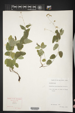 Desmodium psilophyllum image