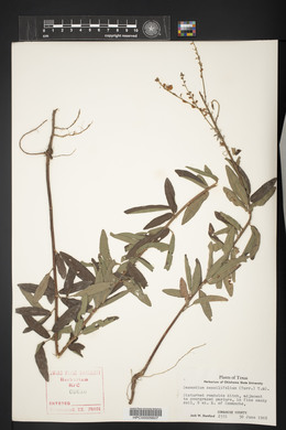 Desmodium sessilifolium image