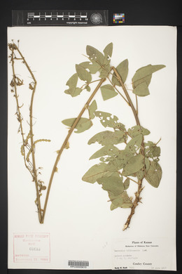 Desmodium illinoense image