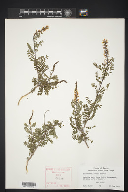 Eysenhardtia texana image