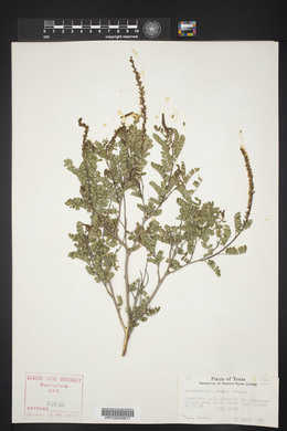 Eysenhardtia texana image