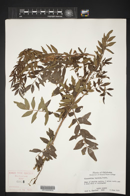 Glycyrrhiza lepidota image