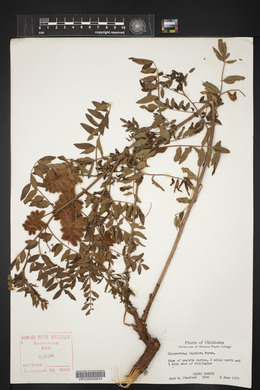 Glycyrrhiza lepidota image