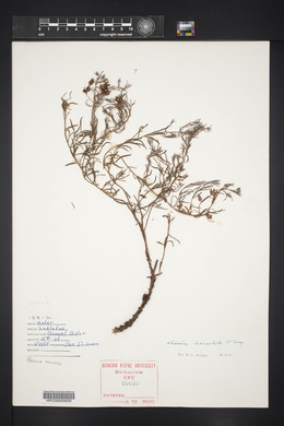 Krameria lanceolata image