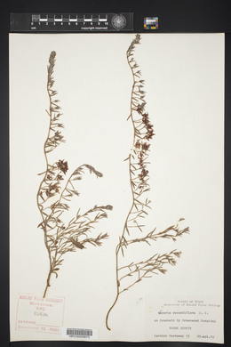 Krameria secundiflora image