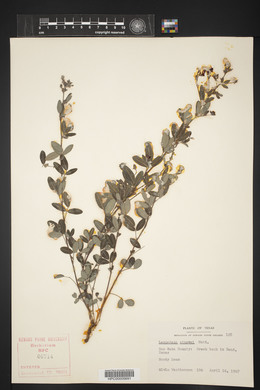 Lespedeza stuevei image