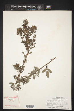 Lespedeza stuevei image