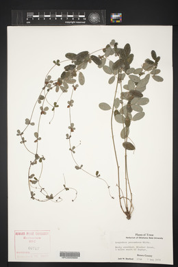 Lespedeza procumbens image