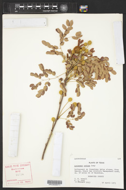 Leucaena retusa image