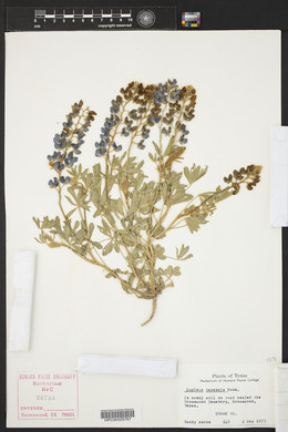 Lupinus texensis image