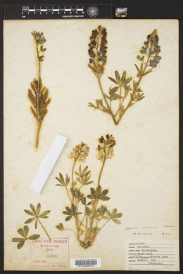 Lupinus texensis image