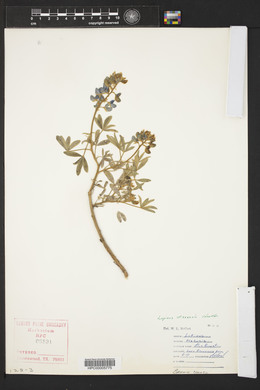 Lupinus texensis image