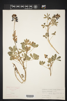 Lupinus subcarnosus image