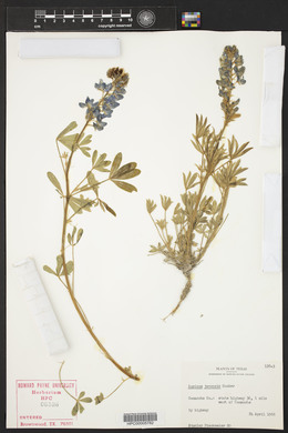 Lupinus texensis image