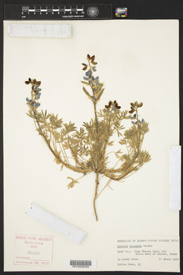 Lupinus texensis image